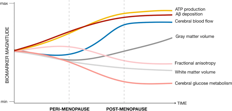 time evolution of biomarkers of the menopausal brain